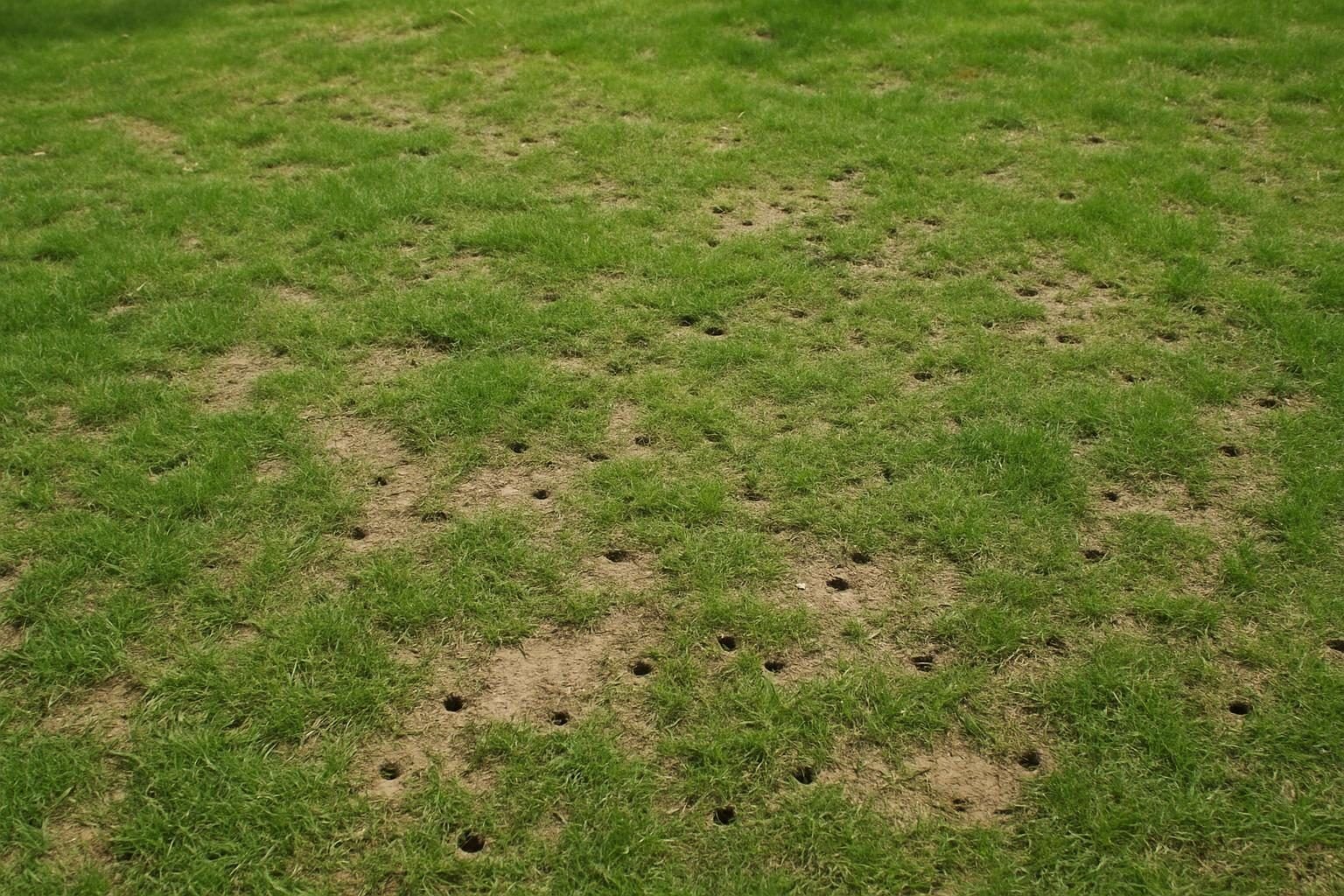 Een gazon met zichtbare prikgaten en ongelijk gras onder natuurlijk daglicht