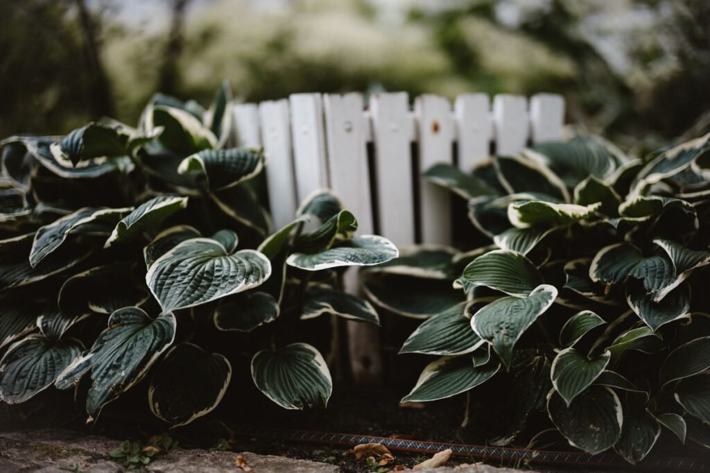 Hostas in een border voor een witte houten schutting