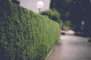 Gesnoeide groene haag langs een tuin
