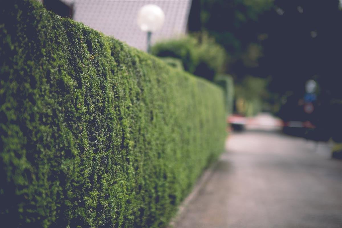 Gesnoeide groene haag langs een tuin