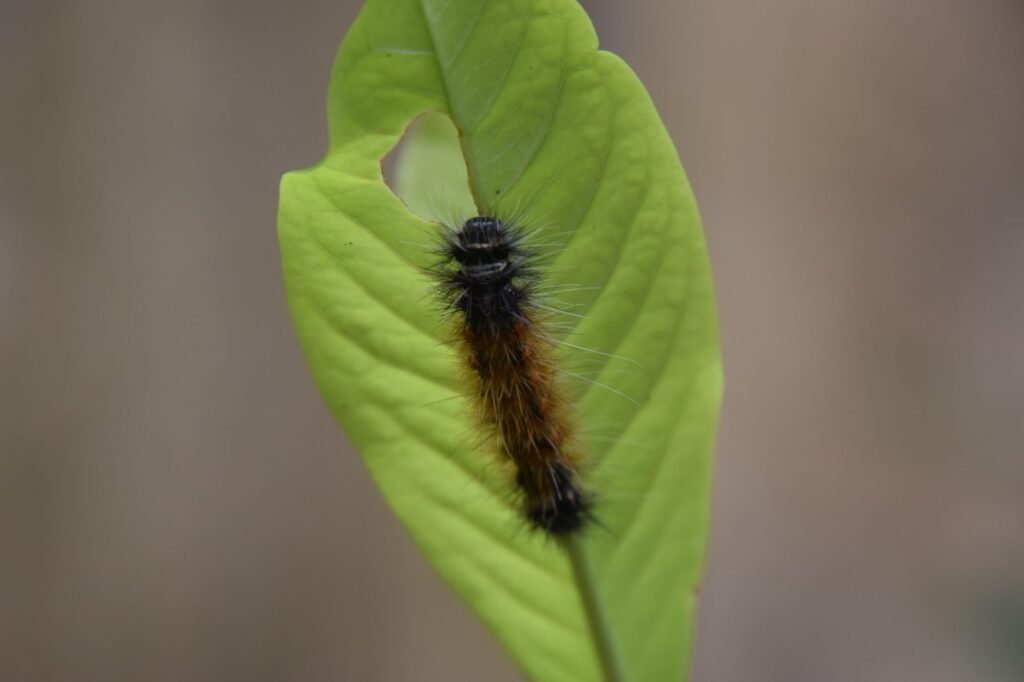 Rups op een blad
