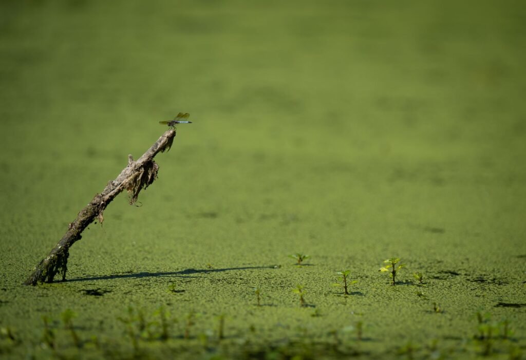Libel op een waterplant aan de rand van een kleine vijver