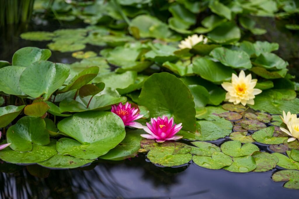 Tuinvijver met waterplanten