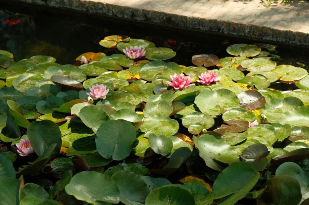 Waterlelies op een vijver