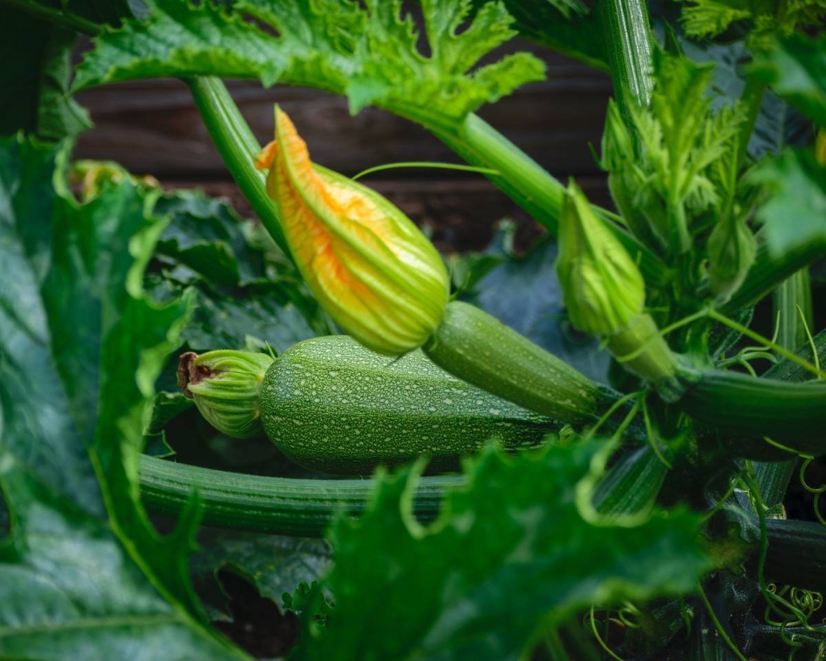 Courgetteplant met grote bladeren en vruchten in een moestuin, van dichtbij gezien