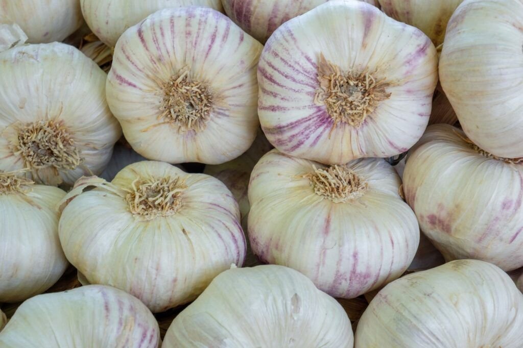 Knoflooktenen die in de grond worden gezet
