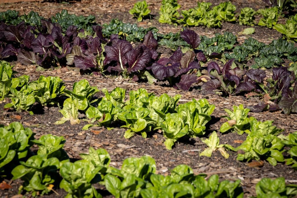 Moestuin met groenten in rijen