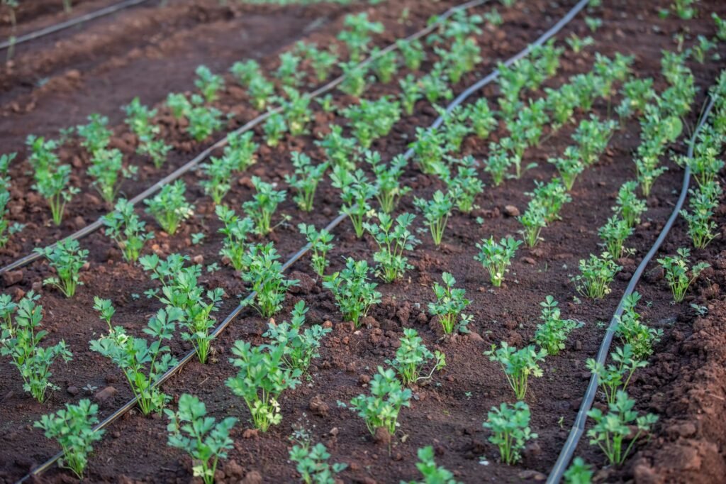 Moestuin met groenten in rijen