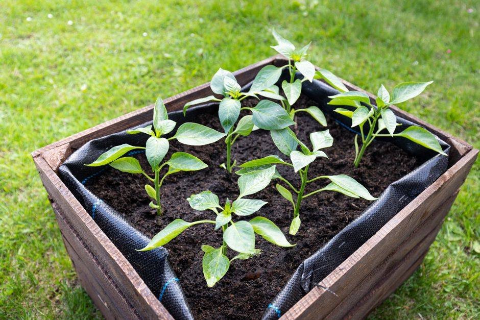 Houten verhoogd bed met groenteplanten in een tuin