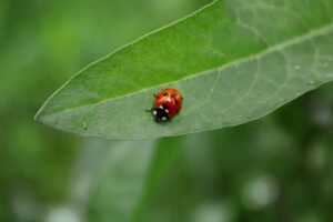 Lieveheersbeestje op een groen blad, van dichtbij gefotografeerd