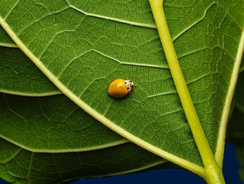Lieveheersbeestje op een blad in de tuin