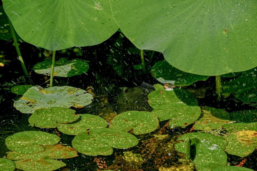 Bladeren van een waterlelie op het wateroppervlak van een vijver