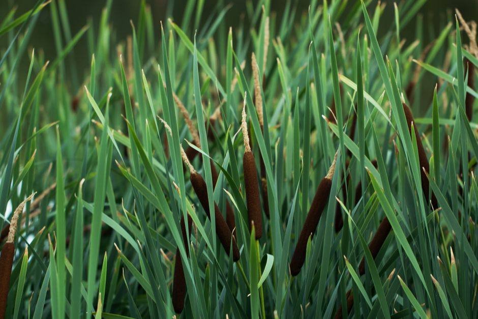Natuurlijke vijver met riet en oeverbeplanting rondom het water