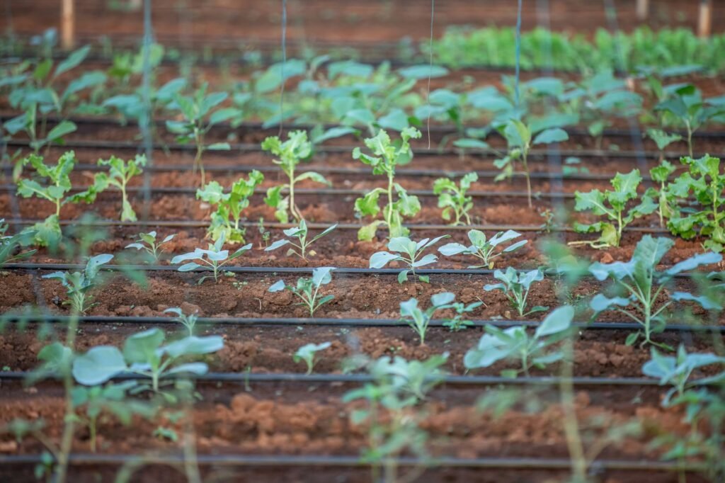 Moestuin met groenten in rijen