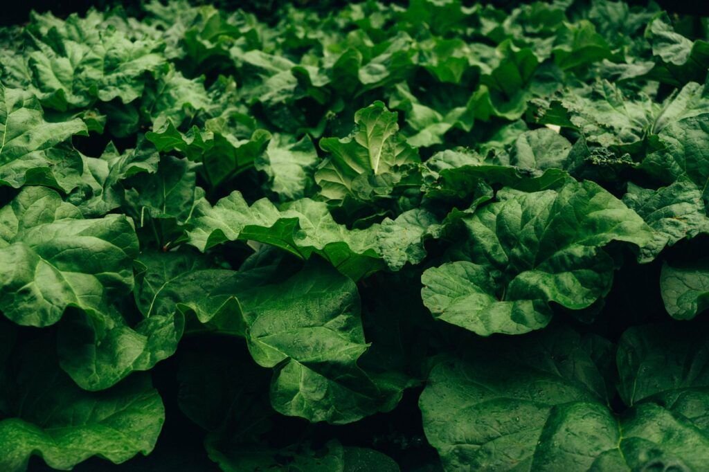 Rabarberplant met grote bladeren in een tuin