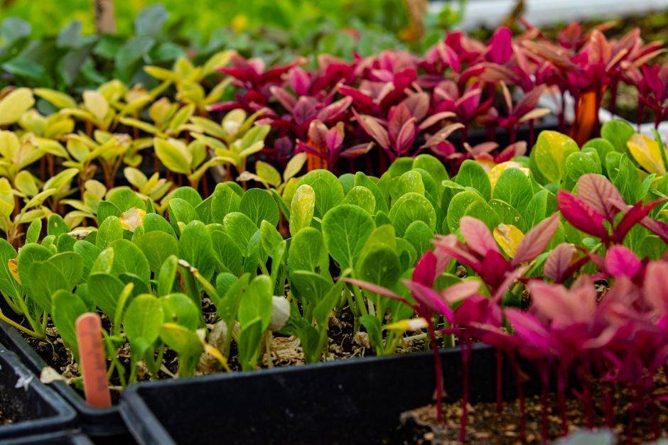 Moestuin waar groenten en bloemen door elkaar staan