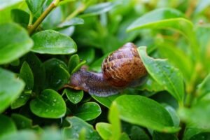 Slak op een blad in de moestuin