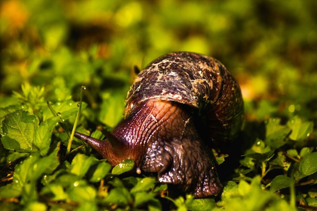 Slak op een blad in de moestuin