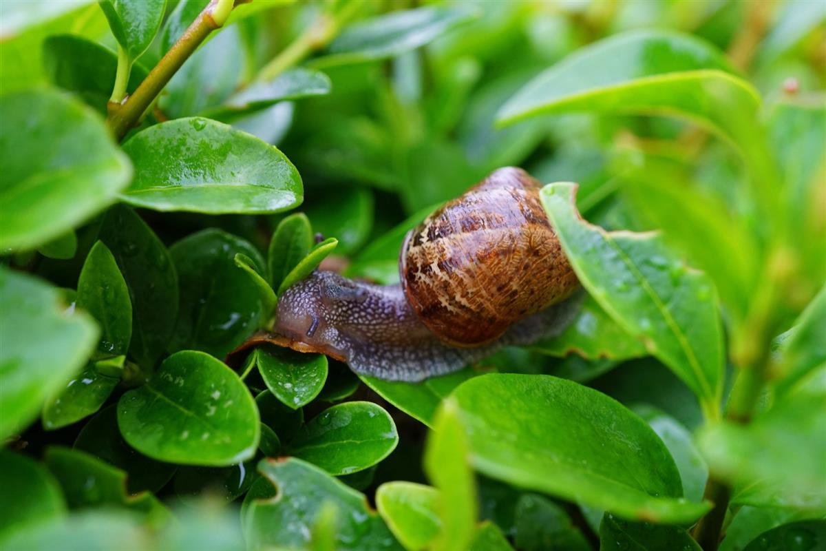 Slak op een blad in de moestuin