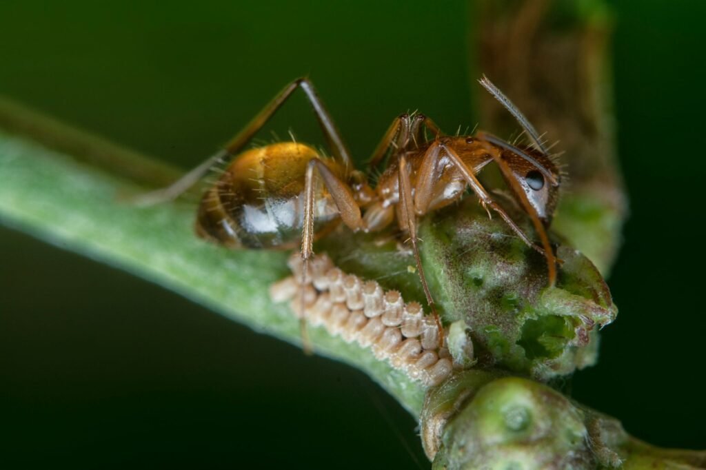 Bladluizen van dichtbij op een blad