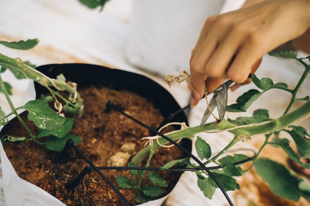 Hand die een zijscheut uit de oksel van een tomatenplant haalt