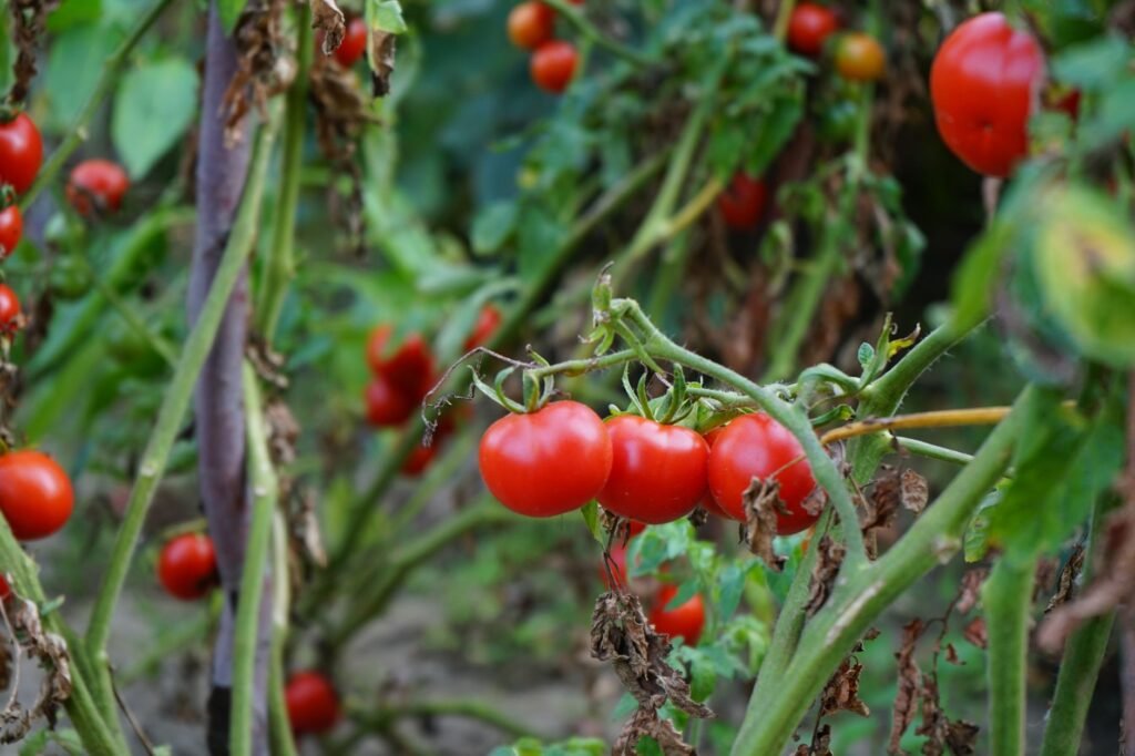 Rijpende tomaten aan de plant
