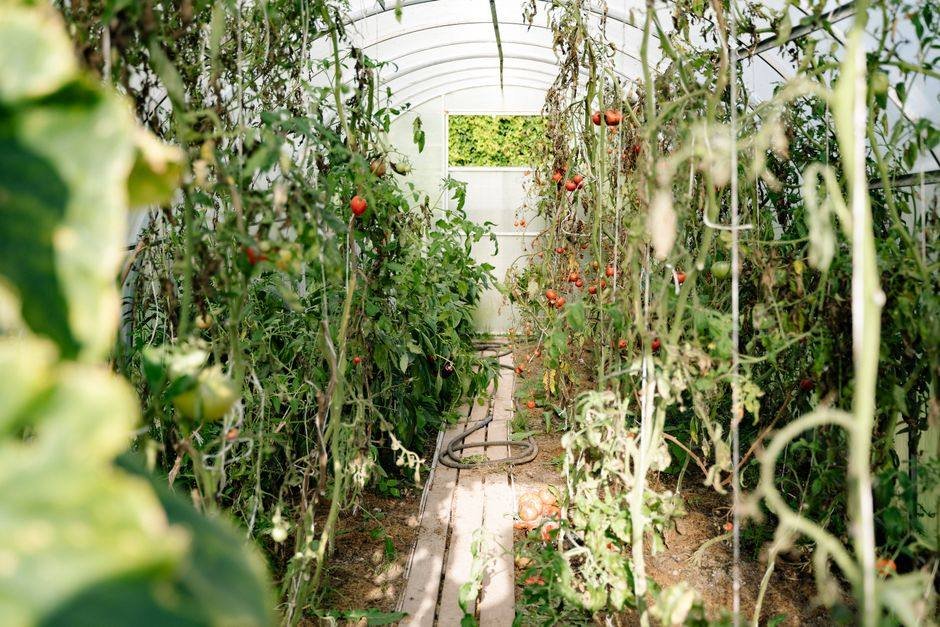 Tomatenplanten op rijen in een kas met rijpende trossen