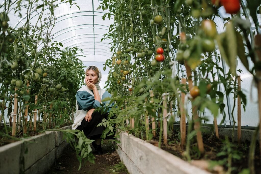 Tomatenplant met trossen in de kas