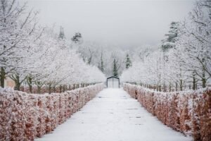 Tuin in de winter met rijp op de planten