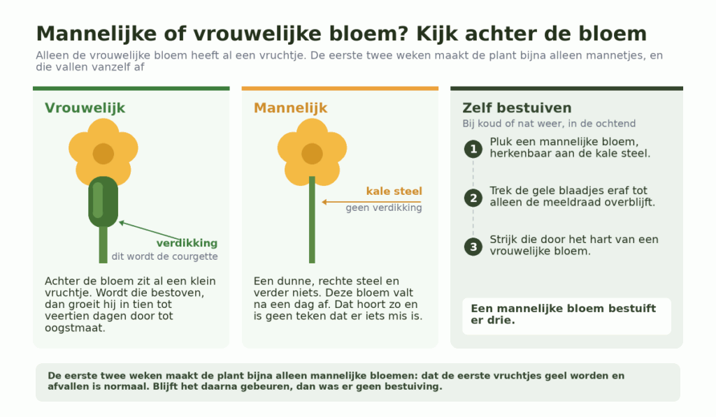 Twee courgettebloemen naast elkaar: links de vrouwelijke met een klein groen vruchtje tussen
