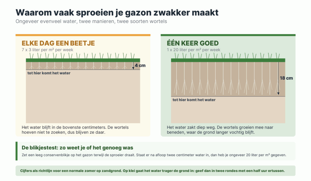 Doorsnede van twee gazons: bij dagelijks sproeien blijven de wortels vier centimeter diep, bij één