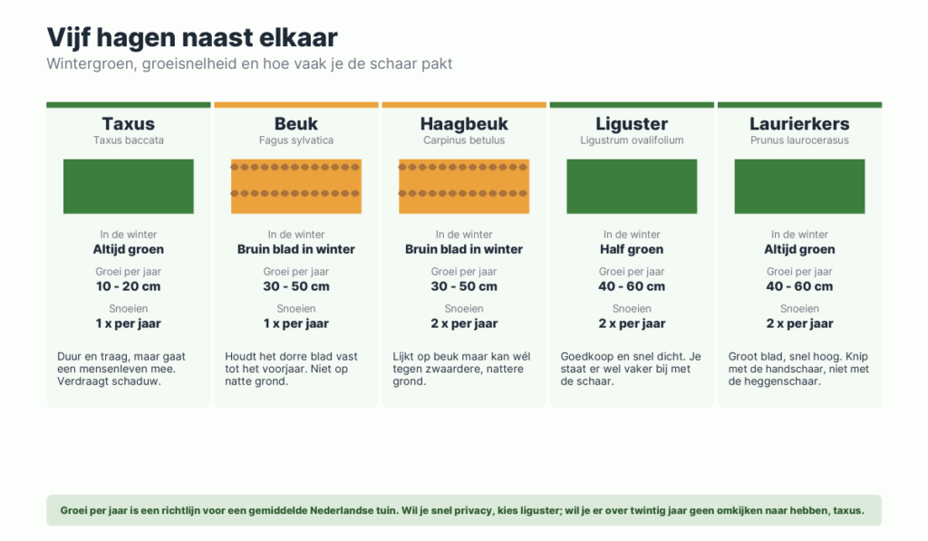 Vergelijking van taxus, beuk, haagbeuk, liguster en laurierkers op wintergroen, groei per jaar