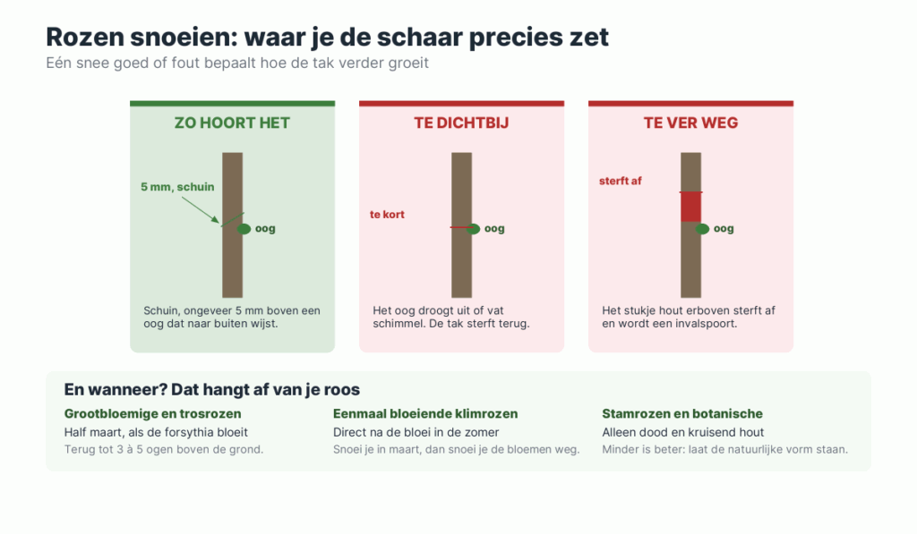 Drie takken naast elkaar met de snee op de goede plek, te dicht op het oog en te hoog boven het oog