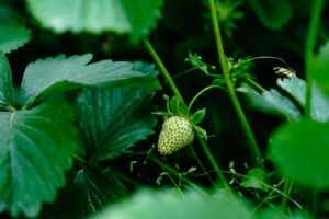 Uitloper van een aardbeiplant met een jong dochterplantje eraan