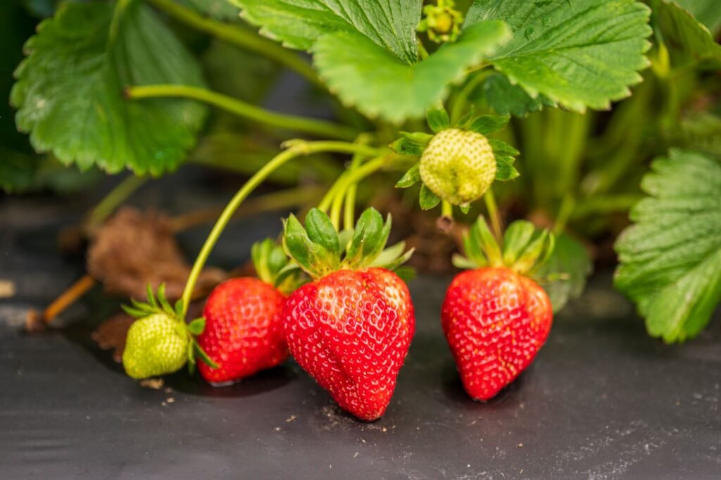 Aardbeien in potten