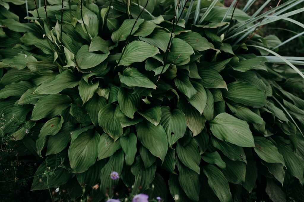 Hosta's in een schaduwrijke border