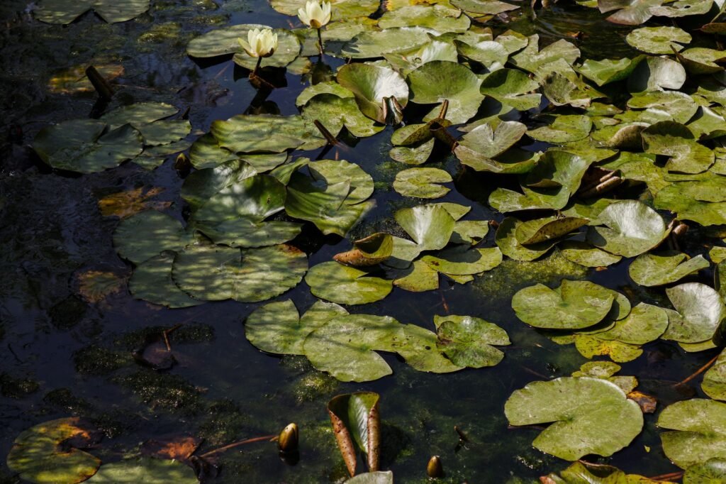 Tuinvijver met waterplanten
