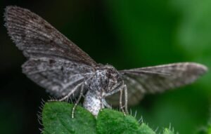 Witte nachtvlinder met donkere rand op een blad