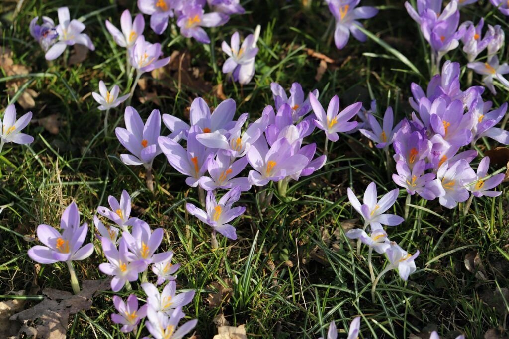 Tuin in het vroege voorjaar met een groenblijvende haag