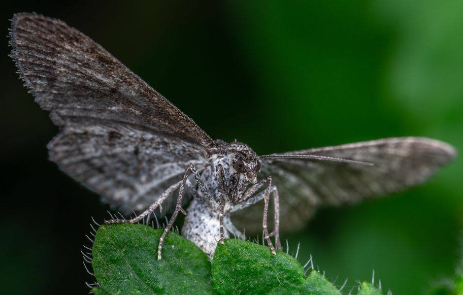 Witte nachtvlinder met donkere rand op een blad