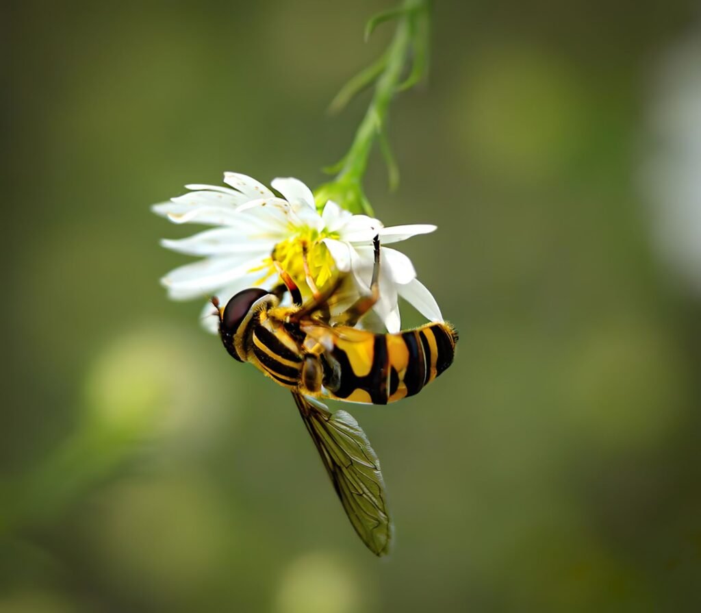 Zweefvlieg op een bloem, een natuurlijke vijand van bladluis
