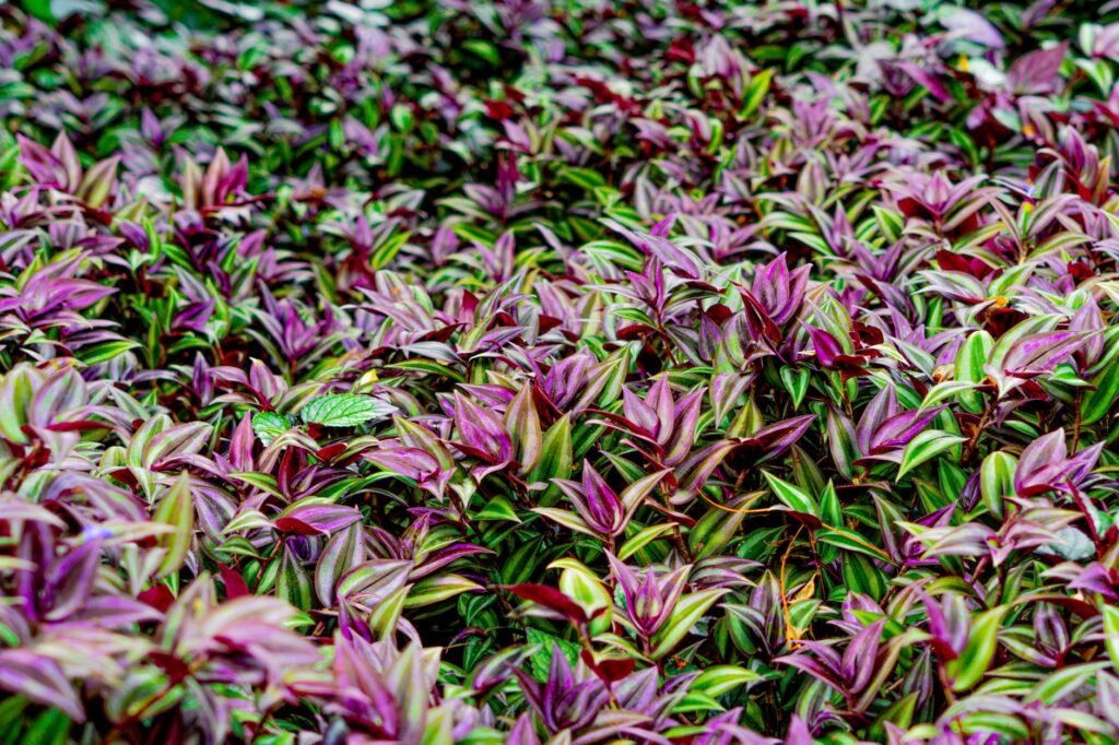 Bodembedekkers tussen de beplanting
