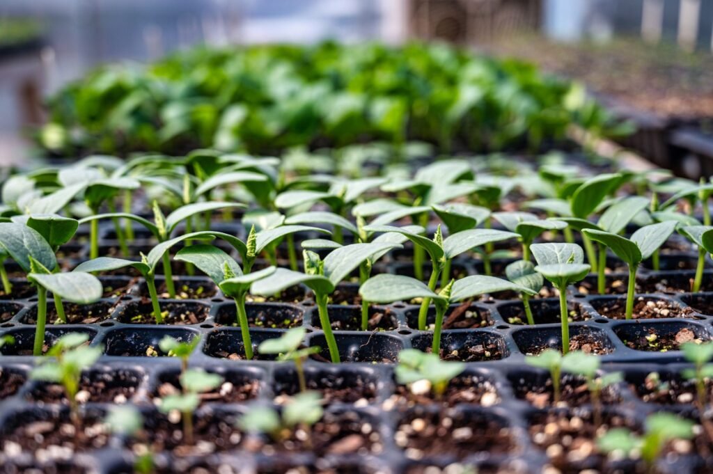 Jonge planten onder glas