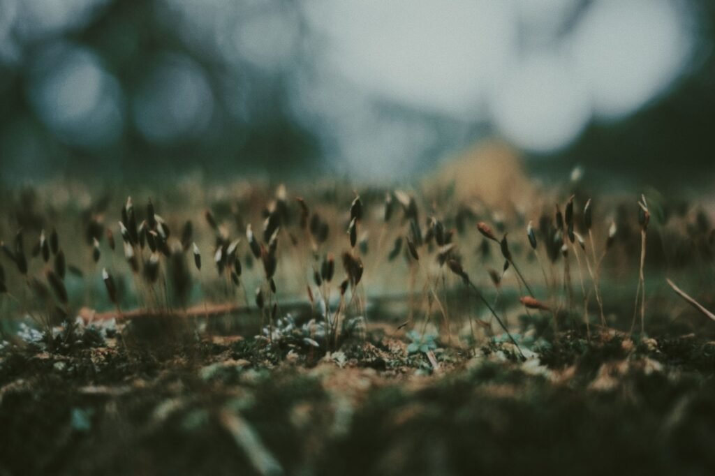 Kleine wilde plantjes tussen het gras in een gazon