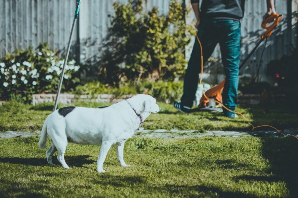 Een witte hond in de tuin terwijl iemand het gazon maait