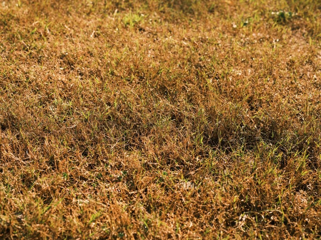 Close-up van een gazon met bruine en groene plekken door elkaar