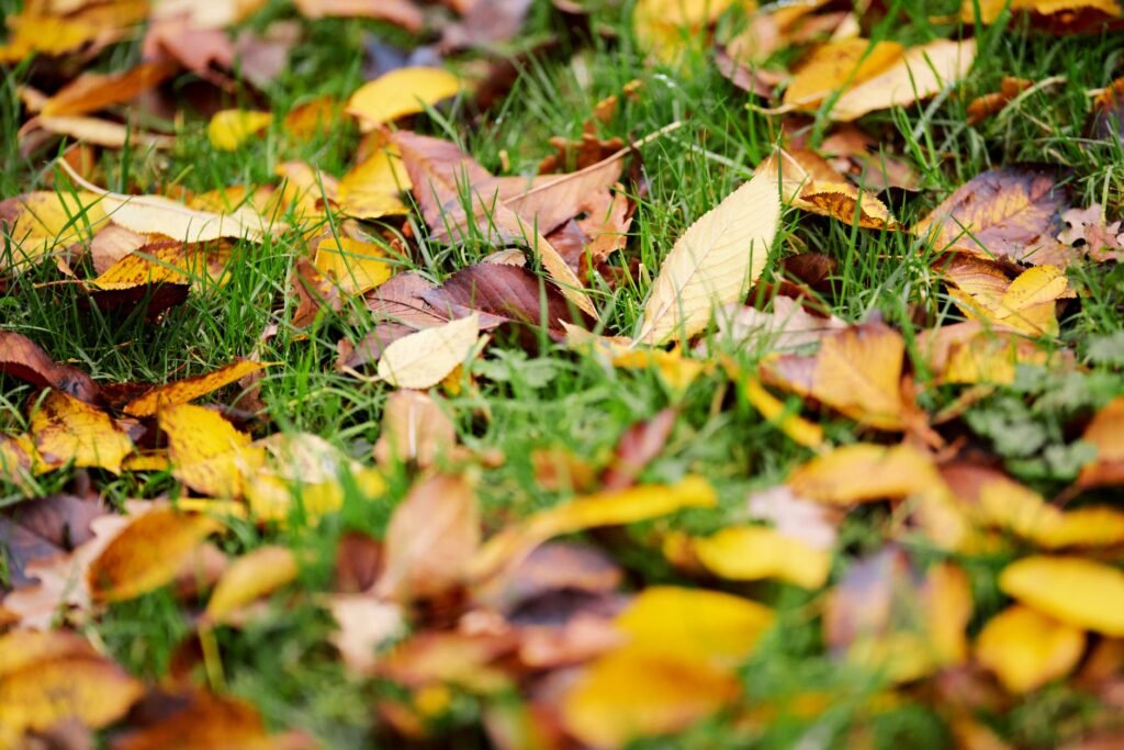Herfstbladeren verspreid over een groen gazon