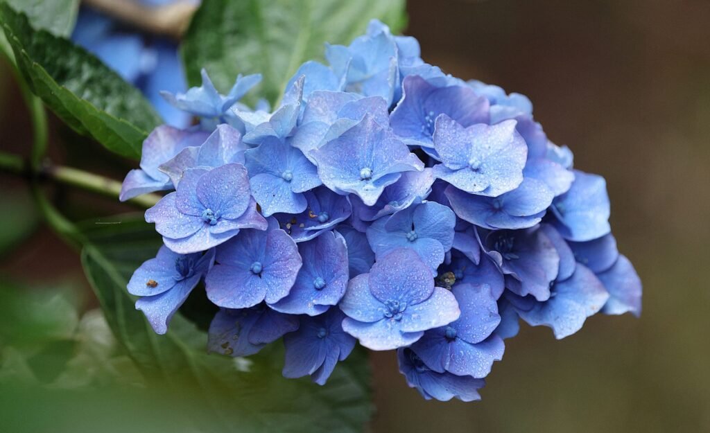 Close-up van een blauwe hortensiabloem in volle bloei