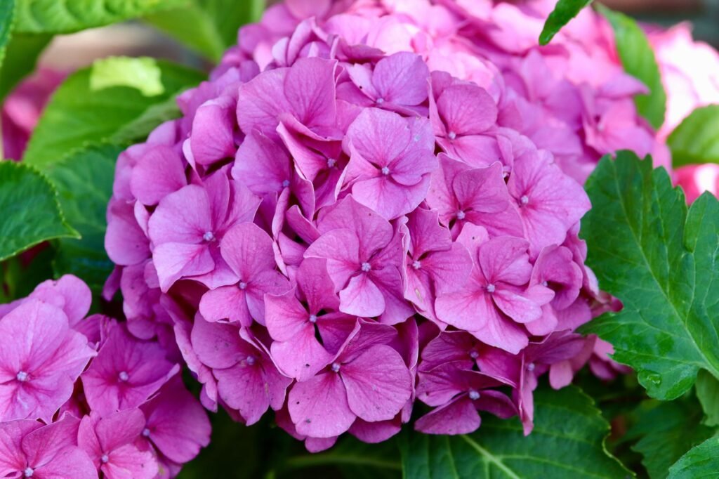 Roze hortensiabloemen van dichtbij