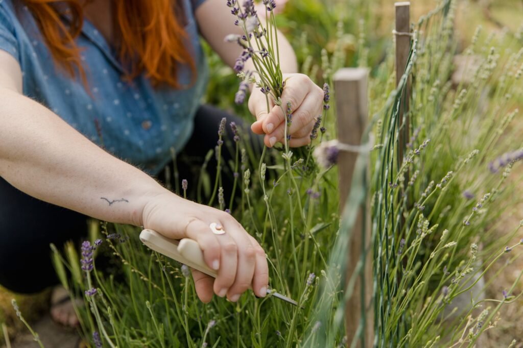 Een tuinier knipt lavendelstengels terug in de tuin